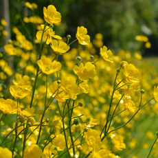 Wildflower Meadow Buttercup